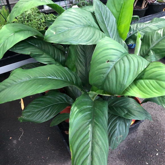 Meet your Posher, Pia - Picture 1 of 1